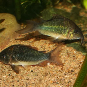 brochis splendens.webp