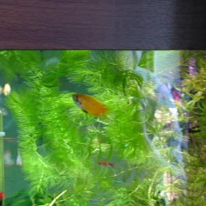 wild col male gourami.webp