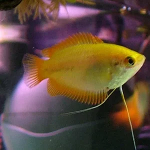 Yellow female.webp