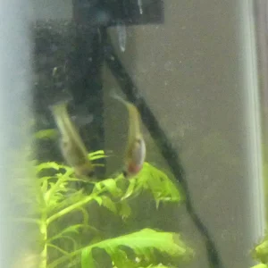 Media 'P1010467.webp' in category 'Tropical Fish'