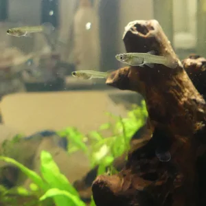3guppies.webp