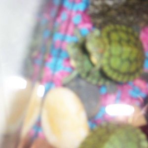 2TopTurtle.jpg