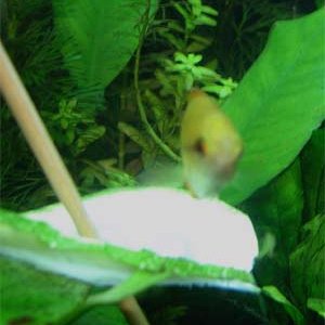 gourami_cuc3.jpg
