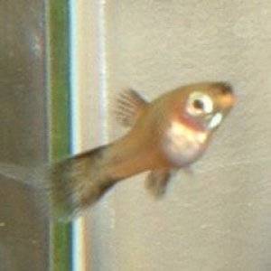 Platy_Fry3.JPG