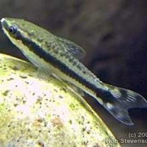 fishphoto_0023_01.jpg