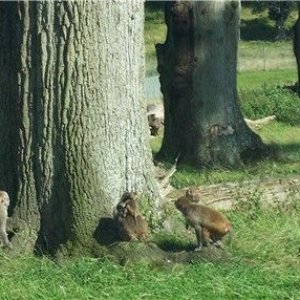 longleat26monkeys.jpg