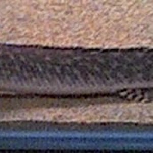 ornate_bichir_006.jpg
