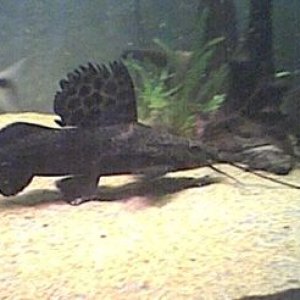 L_pictus_015.jpg
