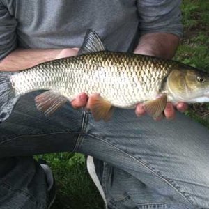 chub_4lb_28.8.04_sm.jpg