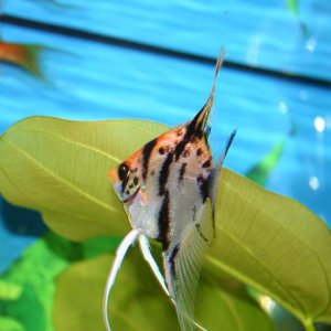 angelfish5.JPG