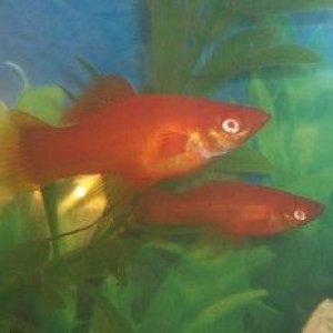 swordtails29.jpg