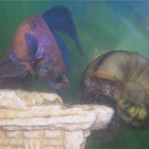 arnie29withsnail.jpg