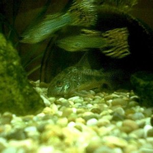 Two_Cobras_and_a_Catfish__Sectioned..jpg