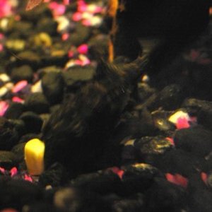 pleco_1.jpg
