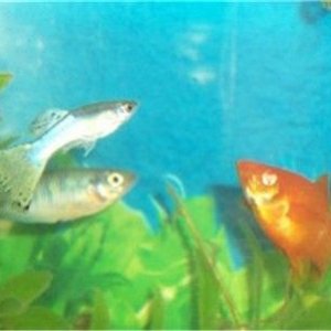 guppyswordrain31.jpg