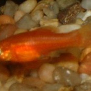 Red_Swordtail_Fry.JPG