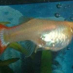 Guppy.JPG