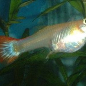 Guppy2.JPG