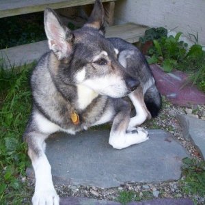 nali.jpg