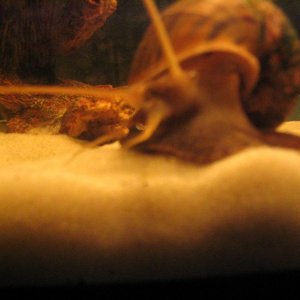 Snail_dude..jpg