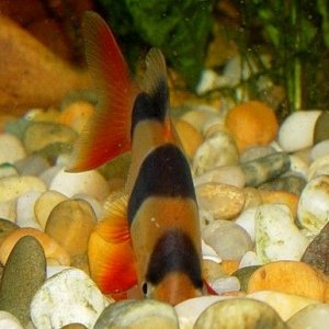 loach_burying_itself.jpg