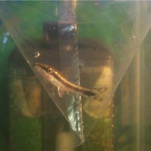 oto0409inbag.jpg