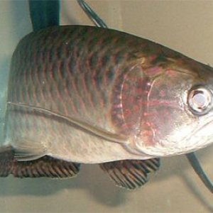 jardini01.jpg
