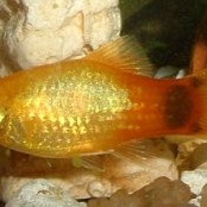 Orange_Platy.JPG