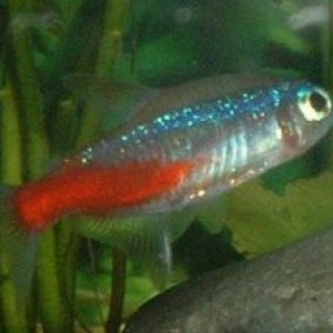 Neon_Tetra.JPG