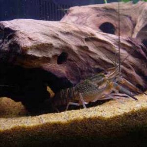 lobster_aftermoult.jpg