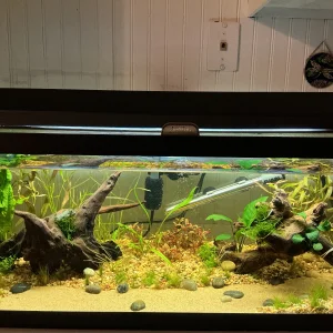 Media 'tank926.webp' in category 'Planted Aquarium Journals'