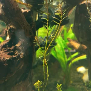 plant1.webp