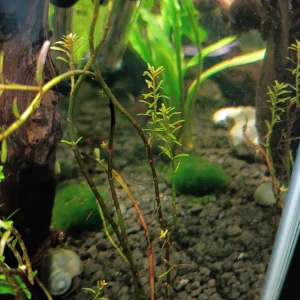 plant2.webp