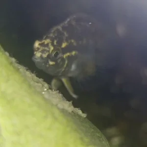 20261001_203008.mp4