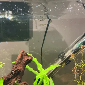 Media 'guppy.webp' in category 'Tropical Fish'