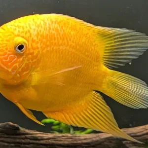 GoldSeverum.webp