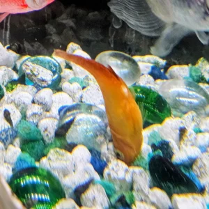 fish.webp