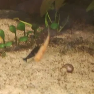 WhatsApp Video 2026-10-05 at 18.43.29.mp4