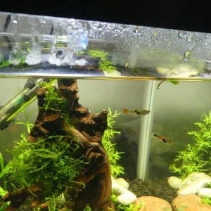 Media 'P1010596.webp' in category 'Tropical Fish'