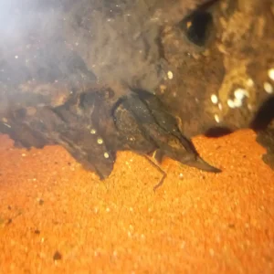 Media 'WhatsApp Image 2026-10-12 at 00.42.03 (2).webp' in category 'Tropical Fish Emergencies'