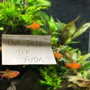 Media 'IMG_0646.webp' in category 'Fish Forums - Monthly Contests'