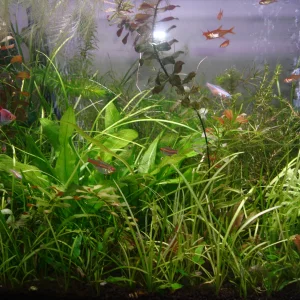 herbibore1.webp