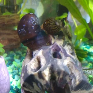 snailstackB.webp