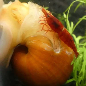 Media 'shrimpband.webp' in category 'Shrimps & Other Invertebrates'