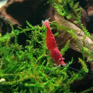 shrimpband3.webp