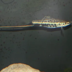 poeciliopsis and montezumae 005.webp