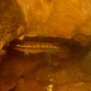 congochromis 006 (640x427).webp
