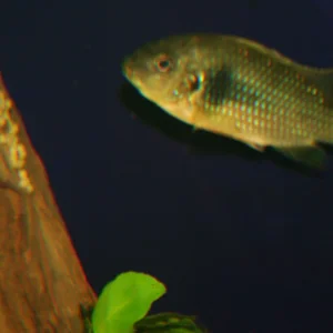 etia clearish2.webp