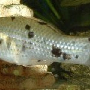 Speckle4.JPG