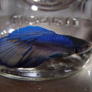 100_9350.JPG